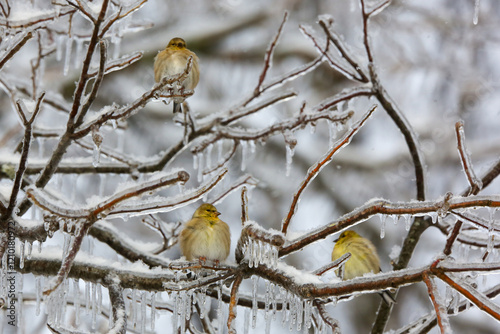 Goldfinches in winter