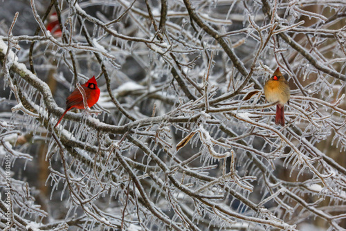 Northern Cardinals in the winter
