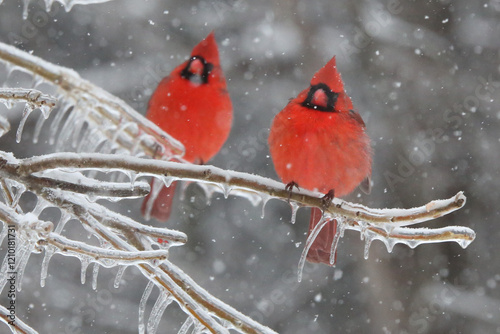 Northern Cardinals in the winter