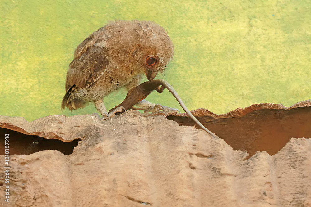 A Javan scops owl preying on a common sun skink. This nocturnal bird has the scientific name Otus lempiji. A Javan scops owl preying on a common sun skink. This nocturnal bird has the scientific name Otus lempiji.