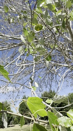 alamo blanco, arbol, naturaleza photo