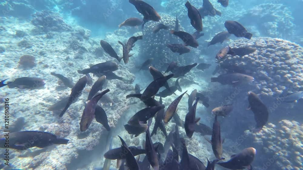 Beautiful reef and parrotfish while swimming at Dimaniyat Island, Muscat, Oman
