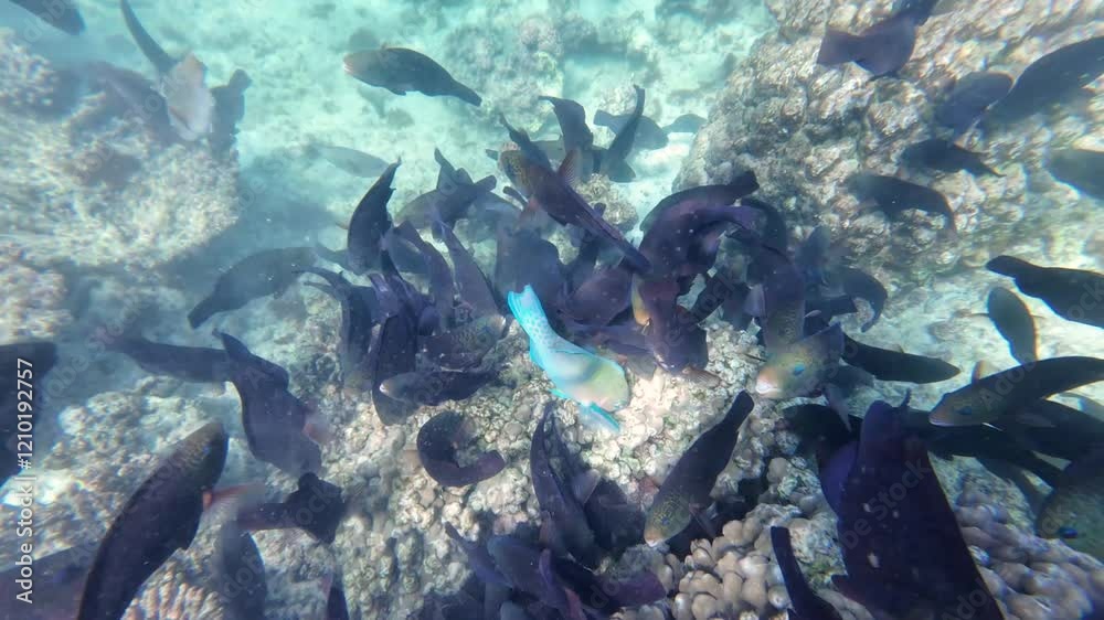 Beautiful reef and parrotfish while swimming at Dimaniyat Island, Muscat, Oman
