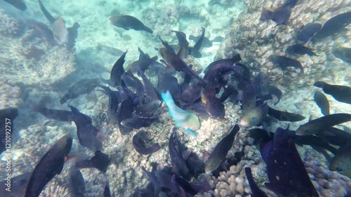 Beautiful reef and parrotfish while swimming at Dimaniyat Island, Muscat, Oman
 photo
