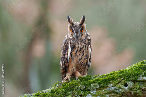 Long-eared Owl, Asio otus, Medium-sized, rather slender owl with long 