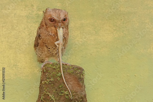 A Javan scops owl preying on a common sun skink. This nocturnal bird has the scientific name Otus lempiji. photo