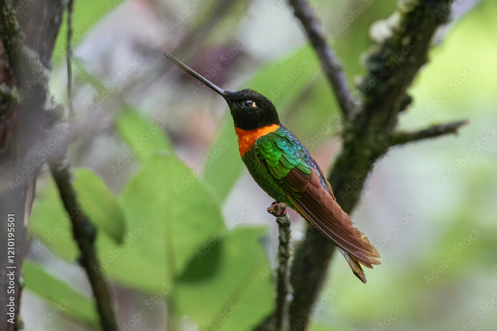 Fototapeta premium Gould's Inca, Coeligena inca, Striking hummingbird that inhabits Andean cloud forest from Peru to Bolivia. Both sexes have an orange collar that extends almost all the way around the back of neck.