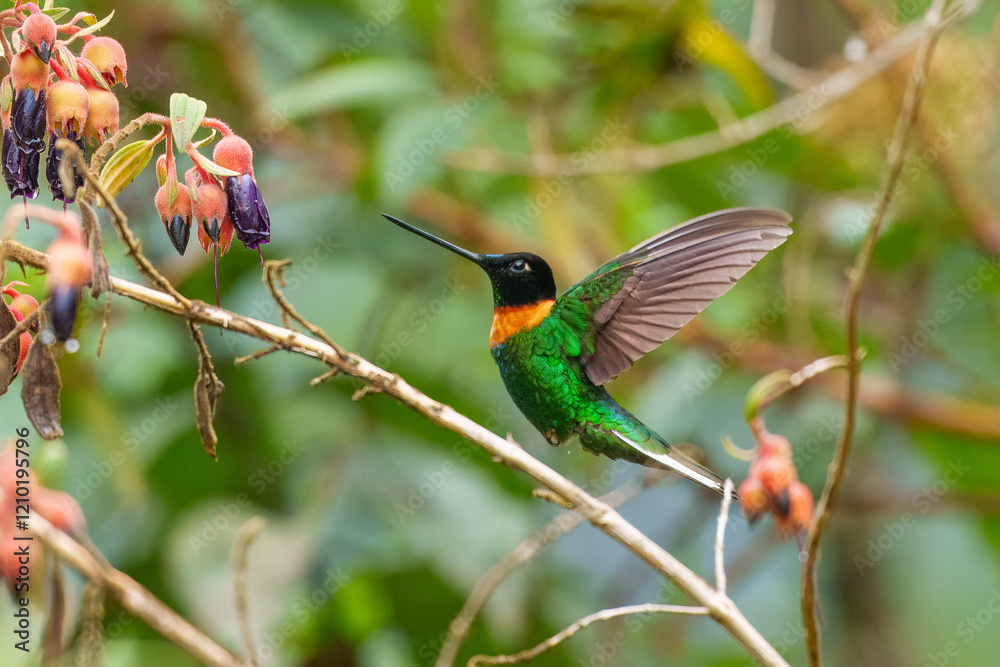 Fototapeta premium Gould's Inca, Coeligena inca, Striking hummingbird that inhabits Andean cloud forest from Peru to Bolivia. Both sexes have an orange collar that extends almost all the way around the back of neck.