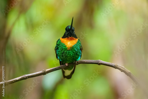 Gould's Inca, Coeligena inca, Striking hummingbird that inhabits Andean cloud forest from Peru to Bolivia. Both sexes have an orange collar that extends almost all the way around the back of neck. photo