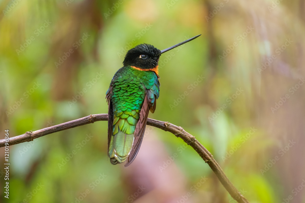 Fototapeta premium Gould's Inca, Coeligena inca, Striking hummingbird that inhabits Andean cloud forest from Peru to Bolivia. Both sexes have an orange collar that extends almost all the way around the back of neck.