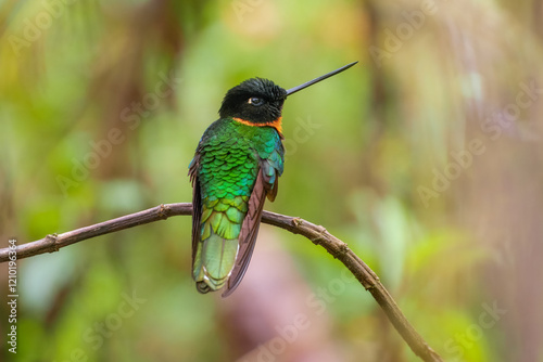 Gould's Inca, Coeligena inca, Striking hummingbird that inhabits Andean cloud forest from Peru to Bolivia. Both sexes have an orange collar that extends almost all the way around the back of neck. photo