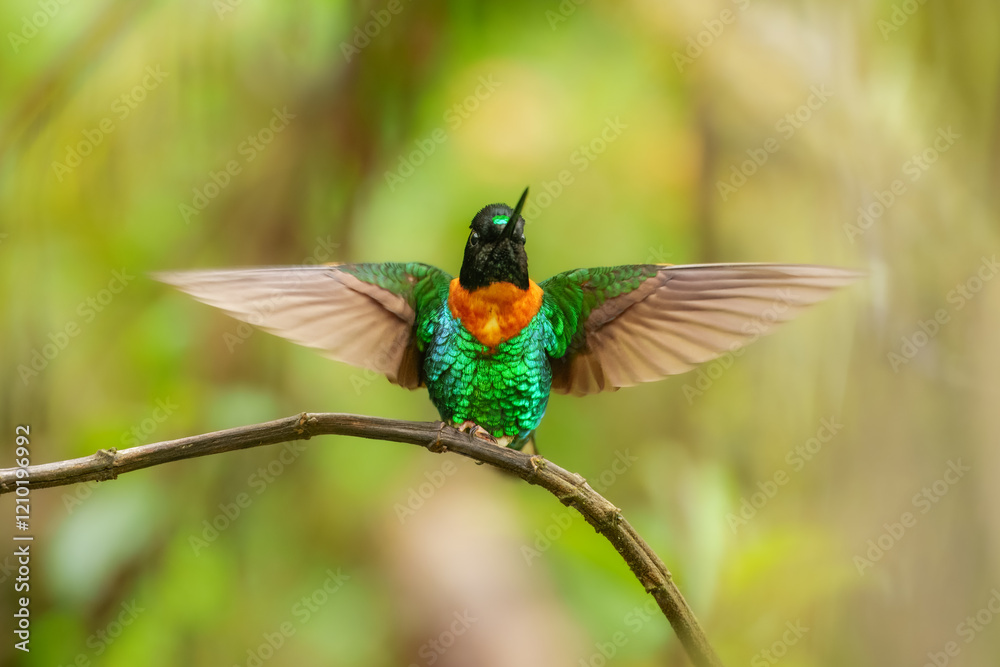 Fototapeta premium Gould's Inca, Coeligena inca, Striking hummingbird that inhabits Andean cloud forest from Peru to Bolivia. Both sexes have an orange collar that extends almost all the way around the back of neck.