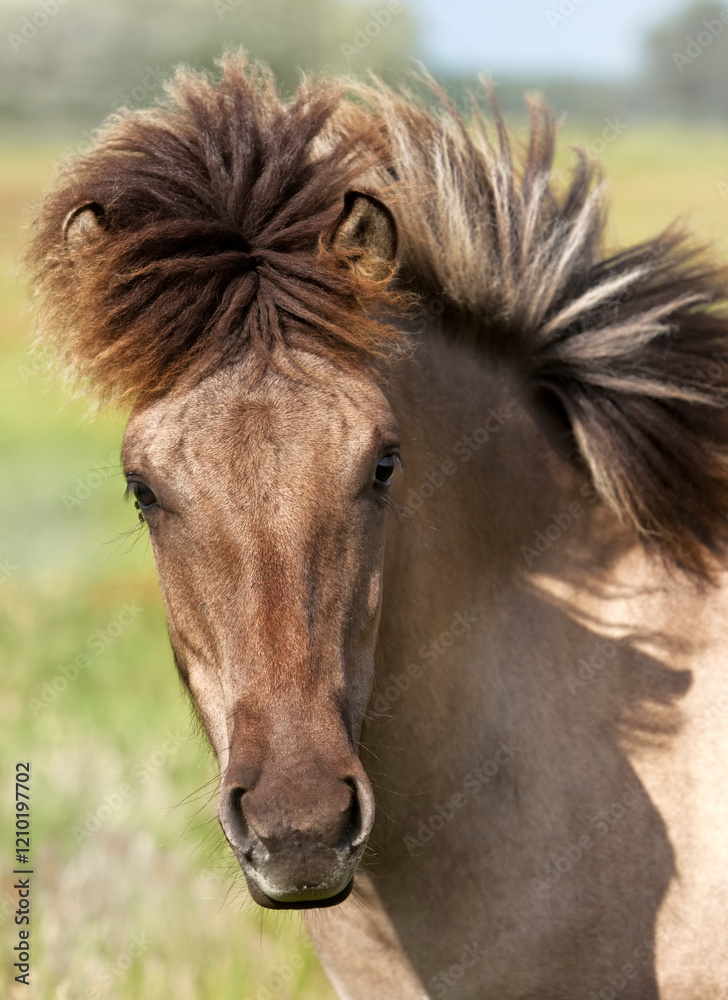 Obraz premium portrait of young wild Konik horse at Sude lowlands nature reserve, Mecklenburg-Western Pomerania