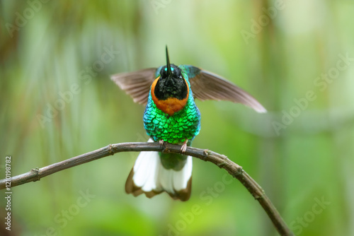 Gould's Inca, Coeligena inca, Striking hummingbird that inhabits Andean cloud forest from Peru to Bolivia. Both sexes have an orange collar that extends almost all the way around the back of neck.