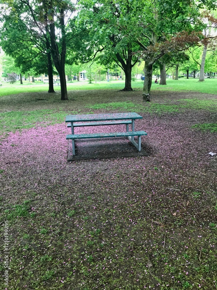 Fototapeta premium bench in the park