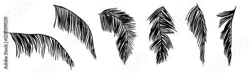 Vector palm leaves silhouettes, black shapes, design elements, set of different palm leaves, simple silhouette style
