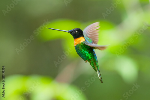 Gould's Inca, Coeligena inca, Striking hummingbird that inhabits Andean cloud forest from Peru to Bolivia. Both sexes have an orange collar that extends almost all the way around the back of neck. photo