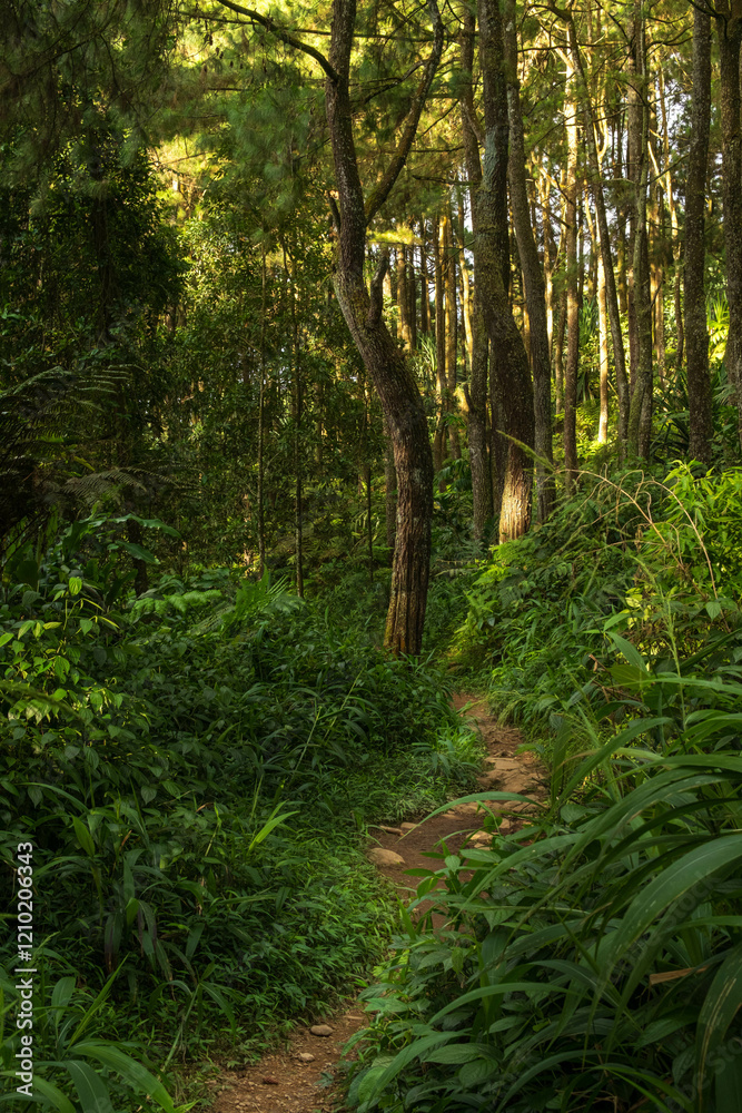 Obraz premium Sunlit Trail Winding Through a Quiet Pine Forest