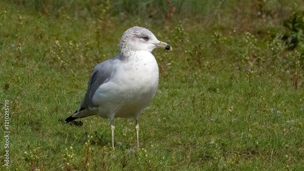 Seagulls resting in a lush green field, surrounded by wild plants and grasses. Seagulls resting in a lush green field, surrounded by wild plants and grasses.