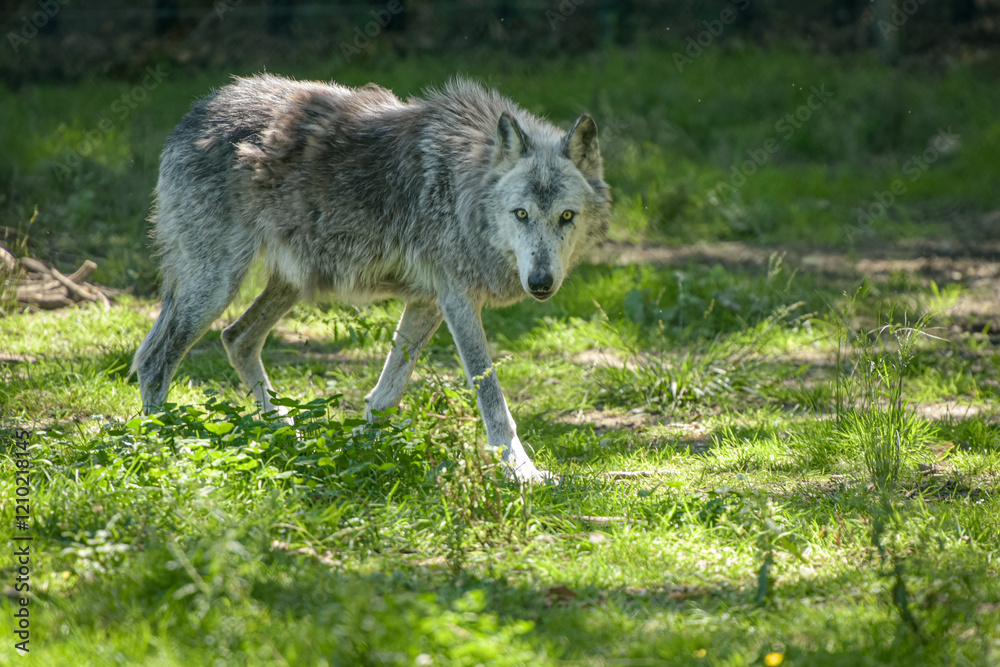 Photography of european wolf in a park Photography of european wolf in a park