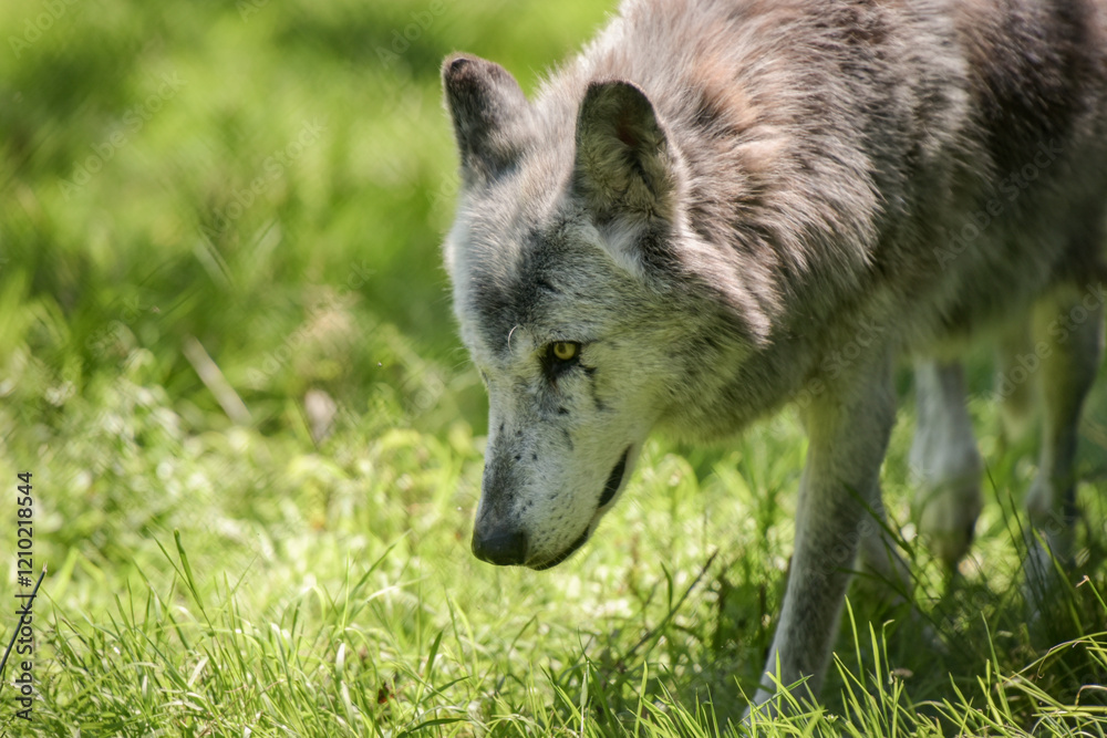 Fototapeta premium Photography of european wolf in a park