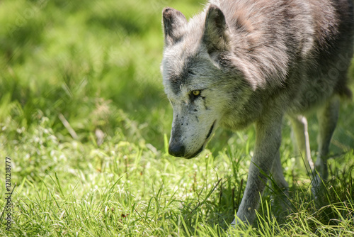 Photography of european wolf in a park