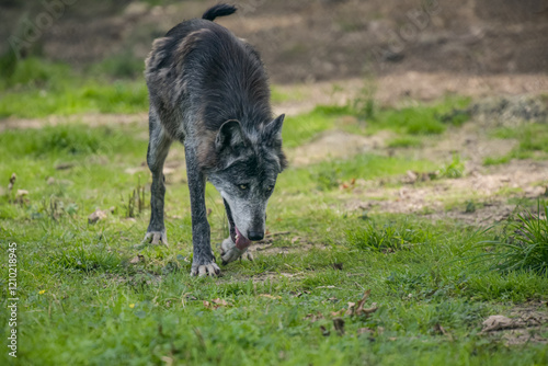 Wallpaper Mural Photography of european wolf in a park Torontodigital.ca