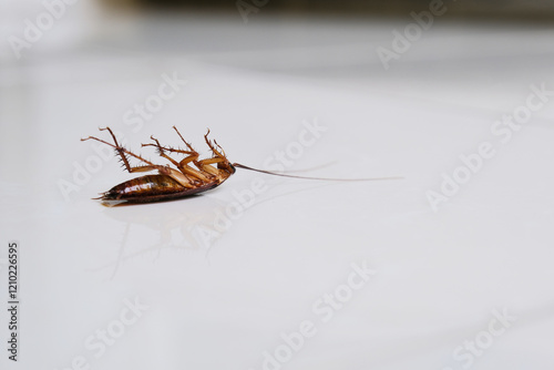 Side view of dead cockroach on white floor photo