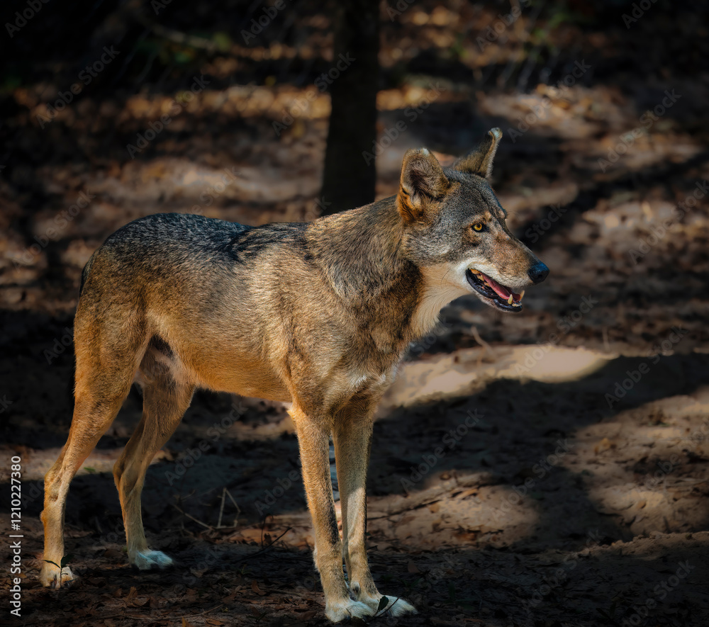 A Red Wolf is standing in the woods with its mouth open A Red Wolf is standing in the woods with its mouth open