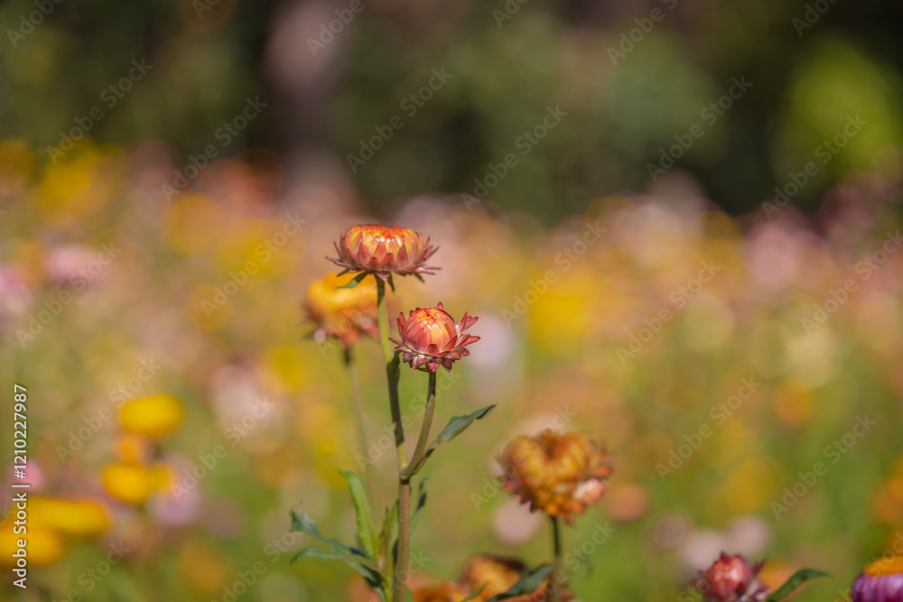 Paper Flower Field, a forest development project in line with the royal initiative of Phu Hin Rong Kla, located in Nakhon Thai, Phitsanulok Province Paper Flower Field, a forest development project in line with the royal initiative of Phu Hin Rong Kla, located in Nakhon Thai, Phitsanulok Province