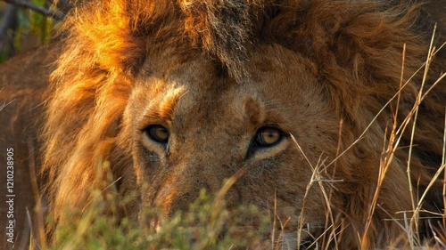 Majestic Lions in the Wild: Stunning Footage of Nature's Kings photo