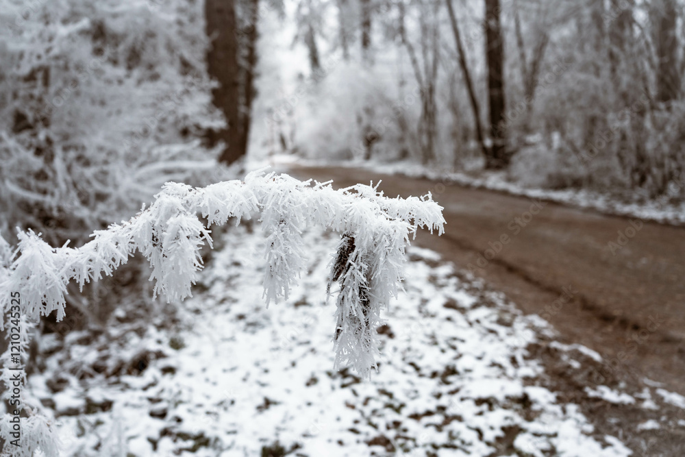 Snowy road and cold winter landscape - winter snow Fruška Gora Serbia
