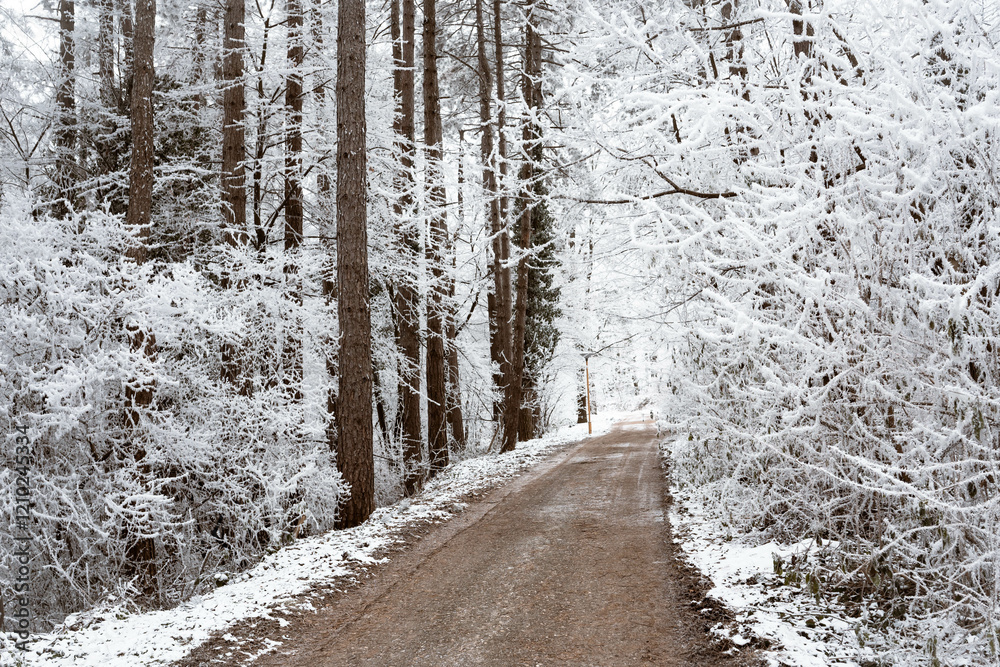Snowy road and cold winter landscape - winter snow Fruška Gora Serbia
