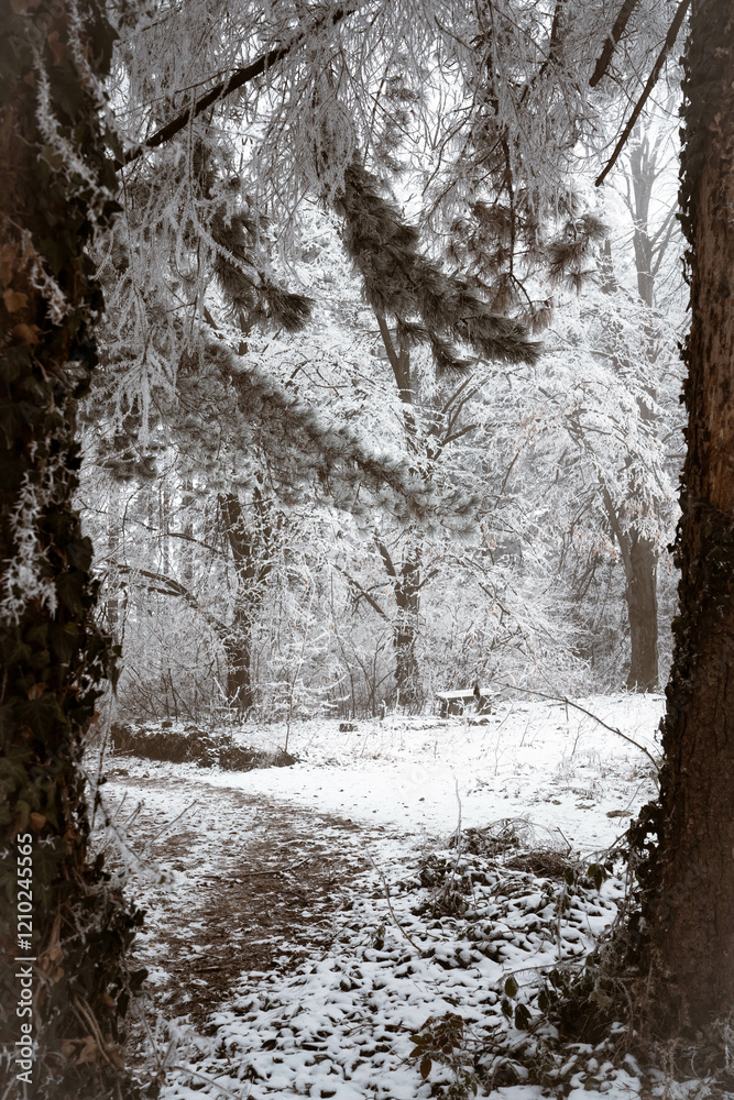 Snowy road and cold winter landscape - winter snow Fruška Gora Serbia