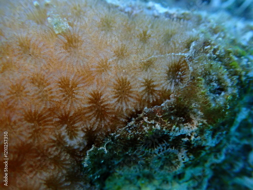 Crust coral (Leptastrea purpurea) undersea close-up, Red Sea, Egypt, Sharm El Sheikh, Montazah Bay photo