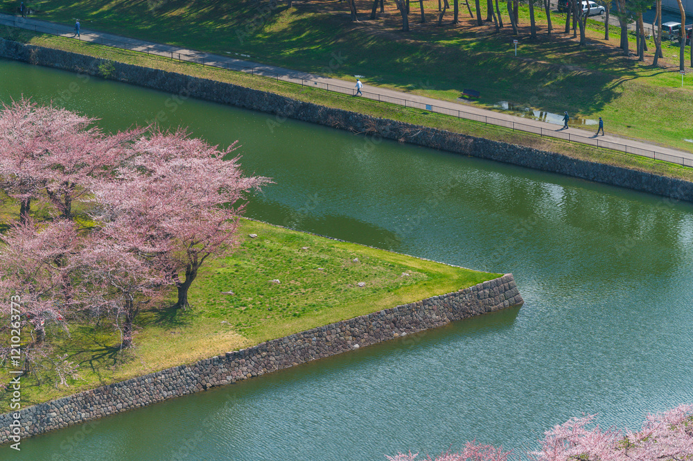 full bloom Japanes Cherry blossoms in Goryokaku Castle or Hakodate Castle as star shaped fort, Hokkaido, Japan - View from the observatory of Goryokaku Tower.