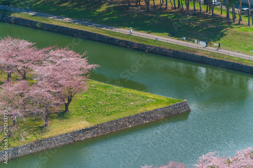Obraz na płótnie full bloom Japanes Cherry blossoms in Goryokaku Castle or Hakodate Castle as star shaped fort, Hokkaido, Japan - View from the observatory of Goryokaku Tower. w salonie
