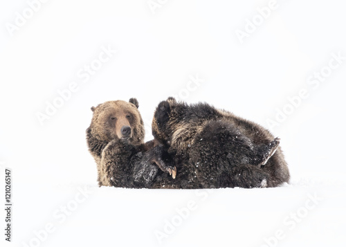 Grizzly Bear, (Ursus arctos horribilis), Falicia with Cubs in a spring snowstorm, Grand Teton National Park,  photo