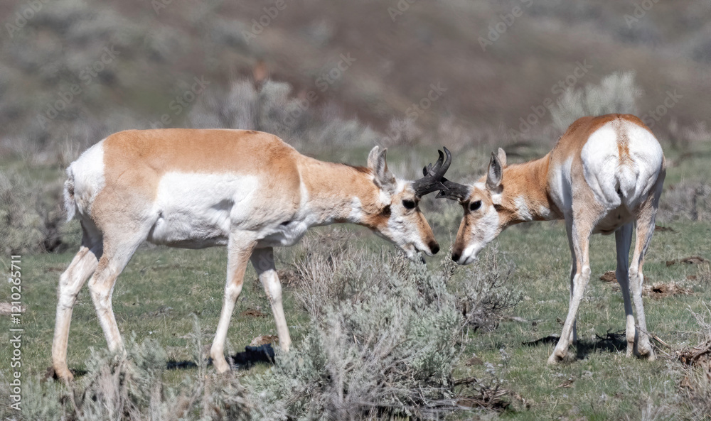 Pronghorn antelope (Antilocapra americana) are the fastest-living land mammals in North America Pronghorn antelope (Antilocapra americana) are the fastest-living land mammals in North America