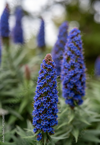 California Coast Line