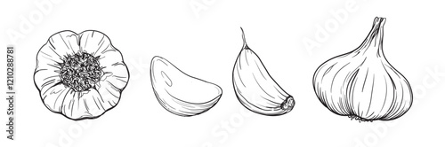 Hand drawn vector ink style decorative illustration of garlic cloves and bulbs isolated on white background