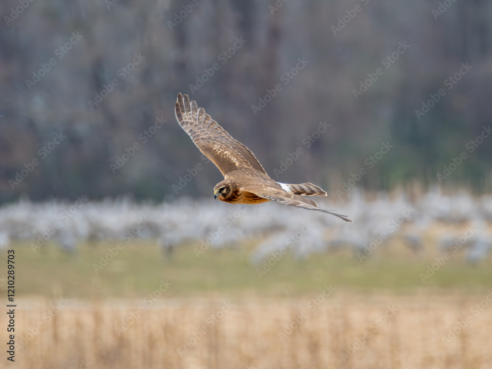 Fototapeta premium Northern harrier bird hunting over a field