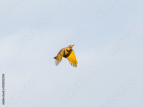 Yellow-shafted norther flicker bird in flight