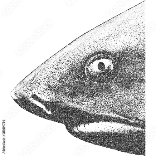 Illustration of a shark snout in profile. Stippled effect. Monochrome. 