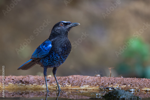 Malabar whistling thrush photo