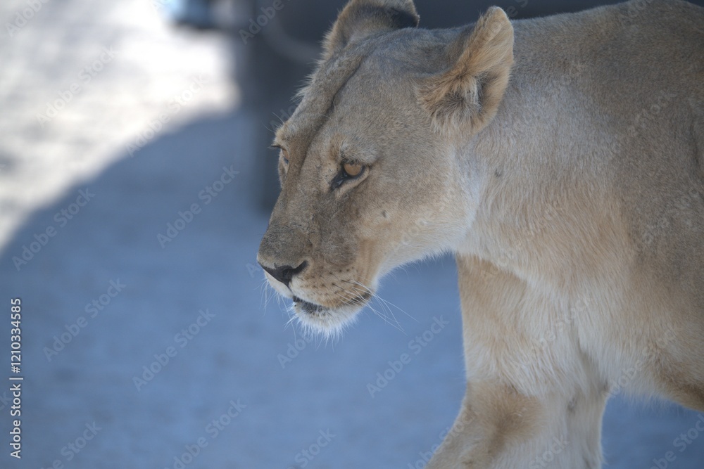 Naklejka premium Leoni in BWA