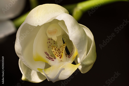 Blüte einer Orchidee - zwischen Knospe und voller Entfaltung