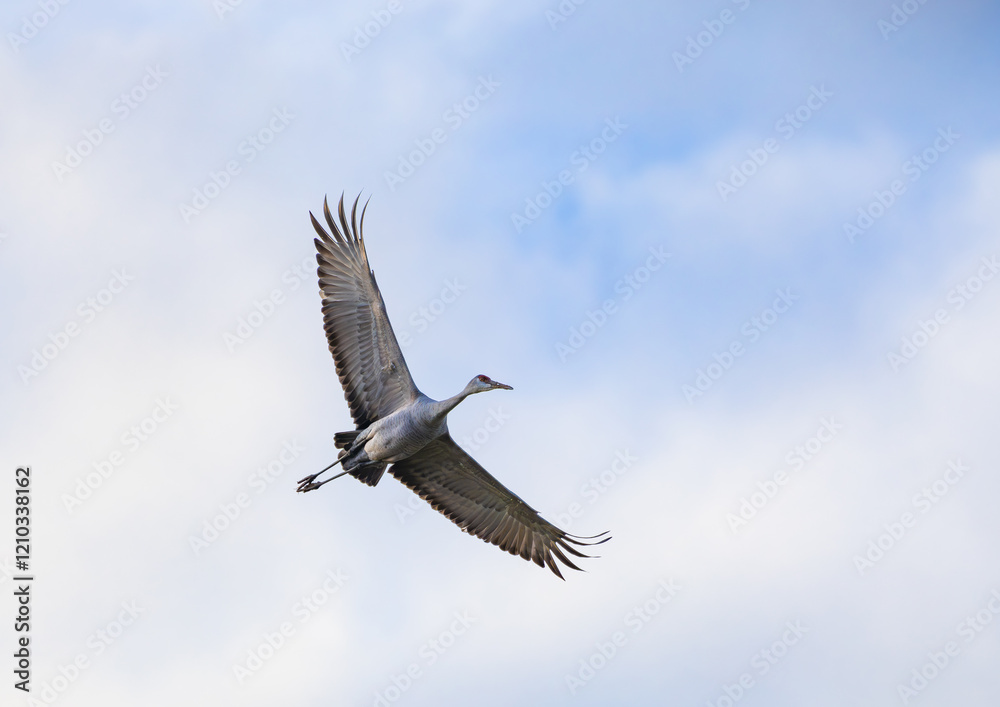 Sandhill Cranes flying at Hiawassee Sandhill Crane Refuge in Birchwood Tennessee. Sandhill Cranes are the oldest bird on earth with fossils found in Nebraska estimated to be ten million years old. Sandhill Cranes flying at Hiawassee Sandhill Crane Refuge in Birchwood Tennessee. Sandhill Cranes are the oldest bird on earth with fossils found in Nebraska estimated to be ten million years old.