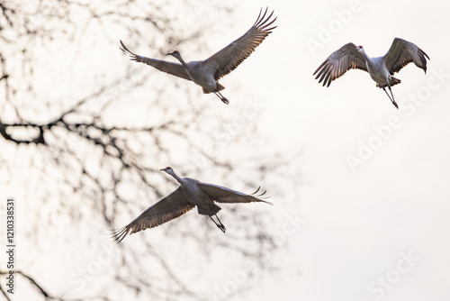 Sandhill Cranes flying at Hiawassee Sandhill Crane Refuge in Birchwood Tennessee. Sandhill Cranes are the oldest bird on earth with fossils found in Nebraska estimated to be ten million years old.   photo