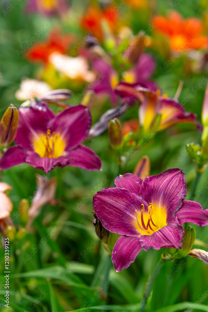 Purple lily flowers. Summer vertical background with blooming lily flowers. Shallow depth of field Purple lily flowers. Summer vertical background with blooming lily flowers. Shallow depth of field
